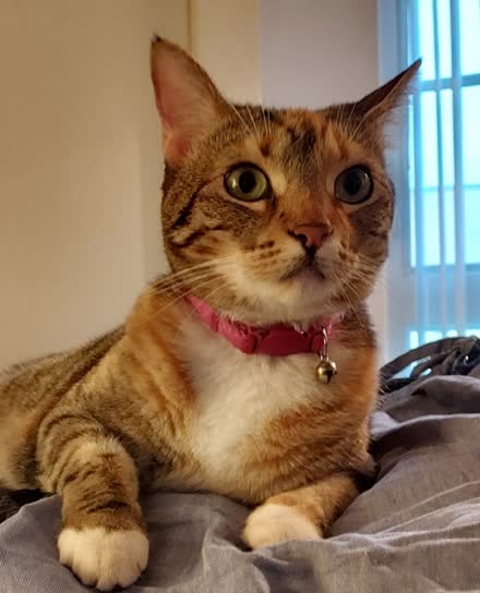 Magik, the cat co-founder of J.J. Magik Publishing