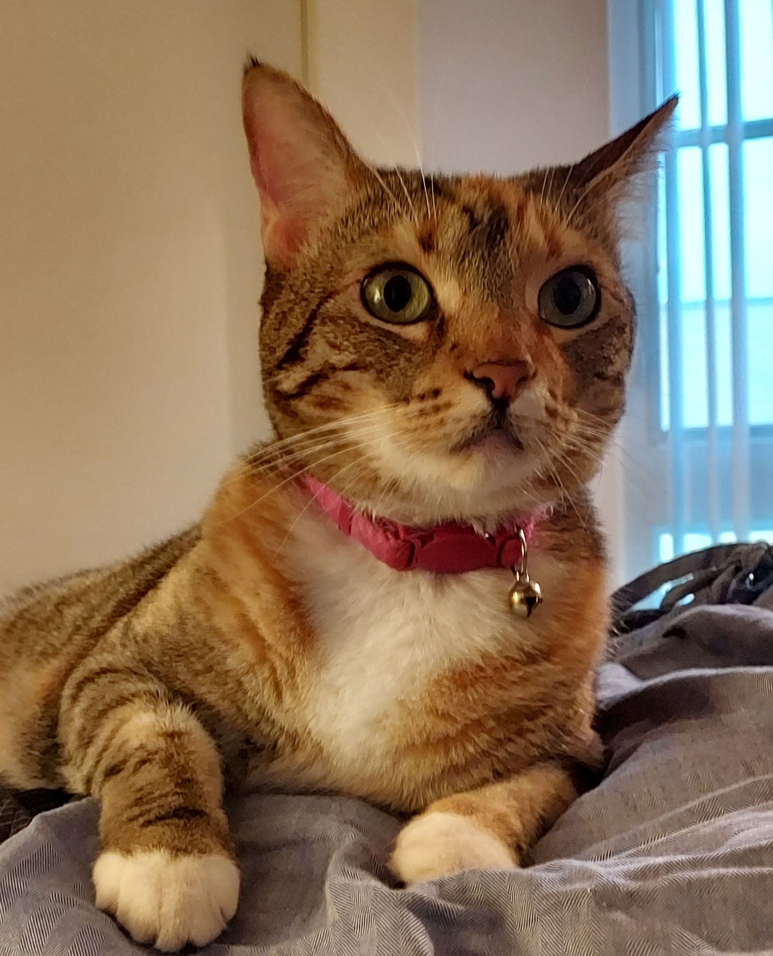 Magik — J.J.'s cat and Co-Founder of J.J. Magik Publishing